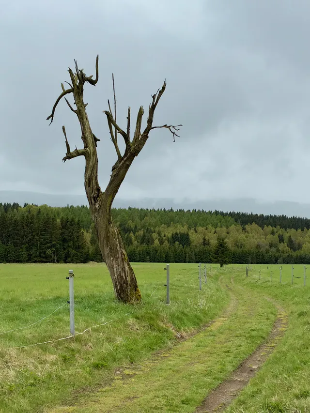 Osamělý uschlý strom na pastvině v Krušných horách