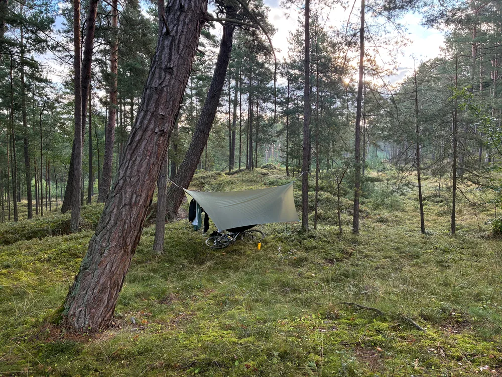 Hamaka zavěšená mezi borovicemi na písečných dunách