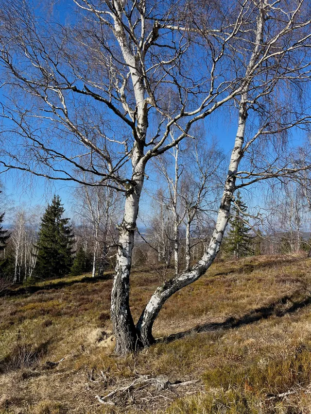 Tundra kolem vrcholu Houpák