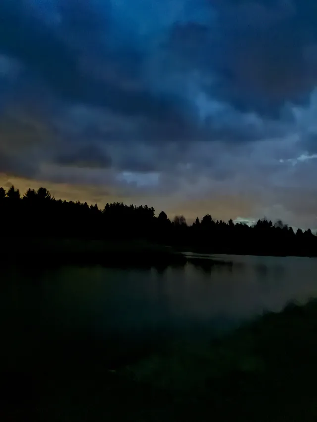 Před půlnocí v lesích